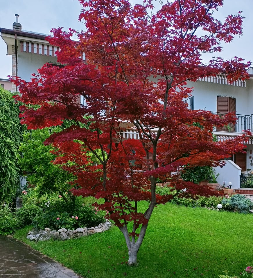 Acer Palmatum Acero Rosso Giapponese Come Coltivarlo In Vaso O Terra