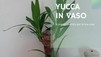 Cura della Yucca in vaso tutti i consigli pratici per farla vivere bene