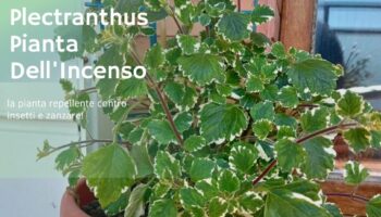 Coltivare la Plectranthus Pianta Dell'Incenso cura e manutenzione